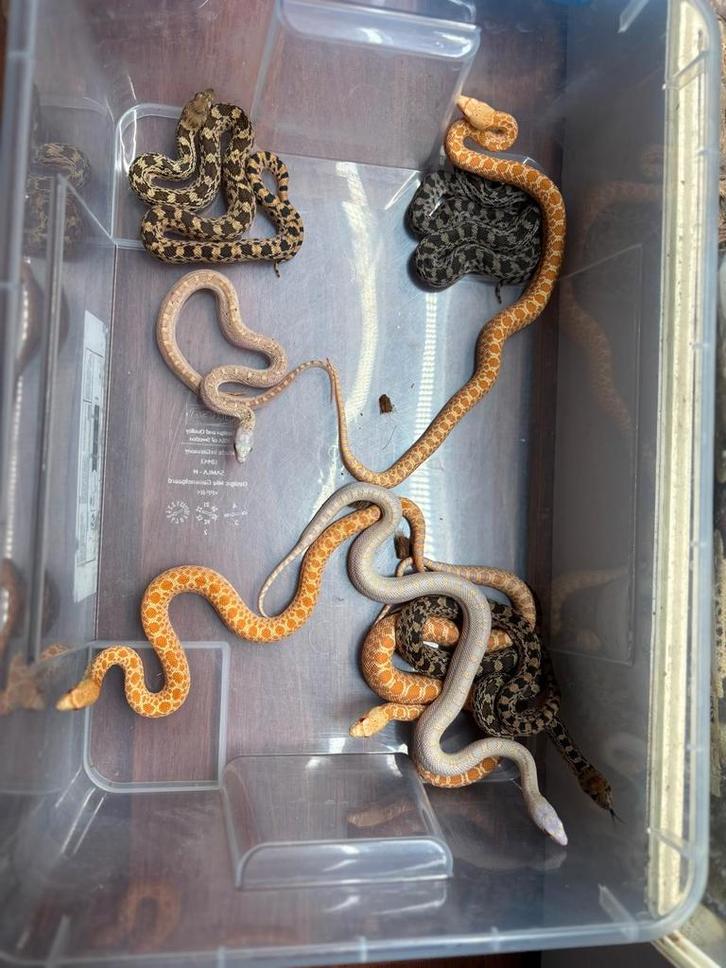 Pithuophis catenifer sayi, Dieren en Toebehoren, Reptielen en Amfibieën, Slang, 0 tot 2 jaar
