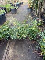 Nandina mooie compacte planten beperkt aantal 9,95 pst, Vaste plant, Halfschaduw, Zomer, Ophalen