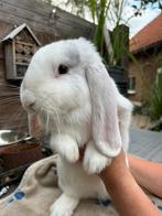 Mooie franse hangoor ram 2 broers. Wit met grijs., Dieren en Toebehoren, Konijnen, Mannelijk, Groot, Hangoor, 0 tot 2 jaar