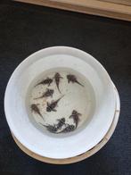 9 stuks L46, Dieren en Toebehoren, Vissen | Aquariumvissen, Vis, Zoetwatervis