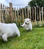 Nog 1 teefje Zwitserse witte herder met stamboek beschikbaar, Dieren en Toebehoren, Parvo, 8 tot 15 weken, Teef, Eén hond