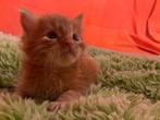 Maine Coon, Poes, Gechipt, 0 tot 2 jaar