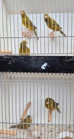 kleurkanaries:  Twee koppel agaat kobalt en meerdere mannen, Dieren en Toebehoren, Vogels | Kanaries, Meerdere dieren, Kleurkanarie