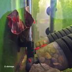 Rode | Bloody Mary OE Neocaridina-garnalen Verzenden/afhalen, Dieren en Toebehoren, Vissen | Aquariumvissen, Kreeft, Krab of Garnaal