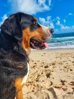 Honden oppas aangeboden, Dieren en Toebehoren, Ophalen