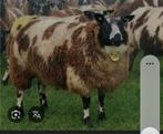 Bonte ooilammeren Gezocht, Dieren en Toebehoren, Schapen, Geiten en Varkens, Vrouwelijk, Schaap