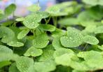 Hydrocotyle Leucocephala waterplant, Dieren en Toebehoren, Vis