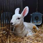 Gezocht / te koop gevraagd Border Leicester ram, Dieren en Toebehoren, Schapen, Geiten en Varkens, Mannelijk, Schaap, 0 tot 2 jaar