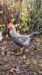 Cream Legbar 3mnd oude kuikens te koop, Dieren en Toebehoren, Pluimvee, Mannelijk, Kip