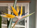 Strelitzia reginae Mandela’s gold - gele bloem ipv oranje!, Overige soorten, Volle zon, Vaste plant, Ophalen of Verzenden