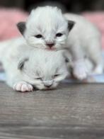Ragdoll kittens 100% raszuiver 🩷🩷🩷, Dieren en Toebehoren, Katten en Kittens | Raskatten | Langhaar, Meerdere dieren, Ontwormd