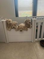 Te huur: Werpkist met uitloopren van wit pvc, Dieren en Toebehoren, Ophalen, Zo goed als nieuw