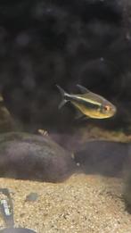 7 stuks Hyphessobrycon herbertaxelrodi – Zwarte Neon Tetra, Dieren en Toebehoren, Vis, Zoetwatervis, Schoolvis