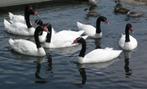 Koppel zwarthals zwanen, Dieren en Toebehoren, Meerdere dieren, Eend