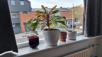 Madagascar Jewel Stekjes kamerplant  - Euphorbia leuconeura beschikbaar voor biedingen