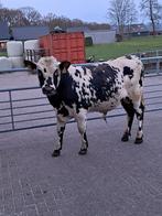 Normande pinken stier, Mannelijk, 0 tot 2 jaar