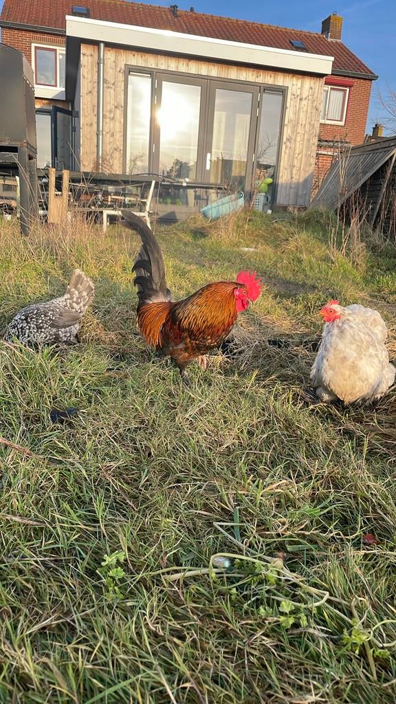 Gratis sabelpoot haantje, Mannelijk, Kip