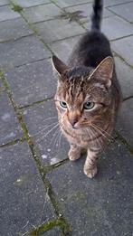 Kater ter adoptie, Kater