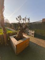 Olijfboom 150 jaar oud., Bloeit niet, Ophalen of Verzenden, 100 tot 250 cm, Olijfboom