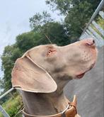 Ervaren Weimaraner dekreu met stamboom voor dekking, 6 jaar of ouder, Parvo, Eén hond, Nederland