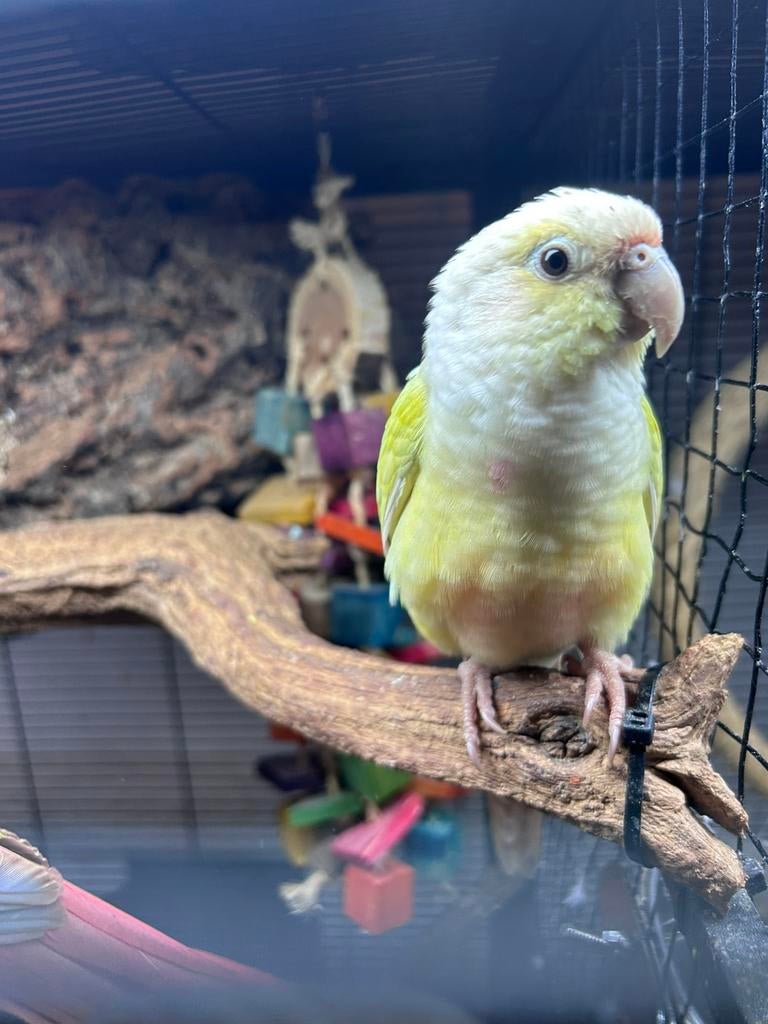 Prachtig koppel Pyrrhura’s-hele groep, Meerdere dieren, Parkiet, Tam