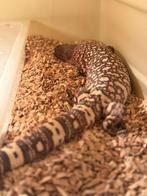 Heloderma Horridum Experatum, Dieren en Toebehoren, Reptielen en Amfibieën, Hagedis, Tam, 3 tot 6 jaar