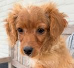 Maltipoo reutje, Parvo, 8 tot 15 weken, Eén hond, Nederland