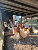 Fries hoen geelwitpel broedeieren raszuiver, Dieren en Toebehoren, Geslacht onbekend, Kip