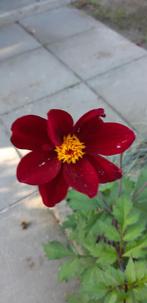 dahliaknol, Ophalen of Verzenden, Voorjaar, Volle zon, Knol