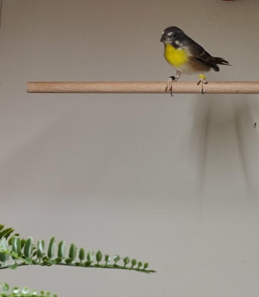 Citroenborst edelzanger man, Dieren en Toebehoren, Vogels | Overige Vogels, Mannelijk, Tropenvogel, Geringd