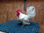 Chabo haantje wit., Dieren en Toebehoren, Pluimvee, Mannelijk, Kip