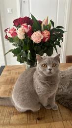 Britse Korthaar Miya, Poes, Gechipt, 3 tot 5 jaar