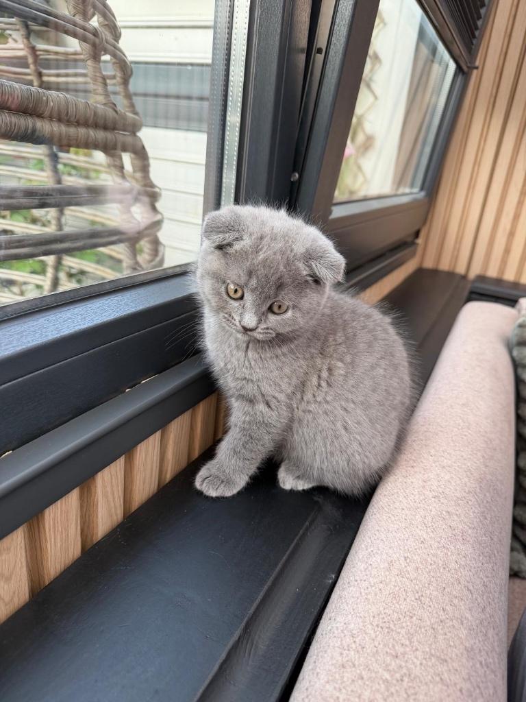 Britse korthaar, Dieren en Toebehoren, Katten en Kittens | Raskatten | Korthaar, Poes, 0 tot 2 jaar