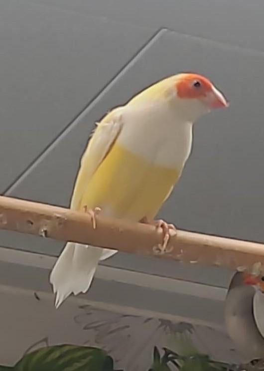 Te koop: gele gouldamadine pop, Dieren en Toebehoren, Vogels | Overige Vogels, Vrouwelijk, Tropenvogel, Geringd