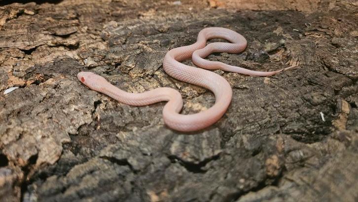 Pantherophis guttatus 4.0 opal tessera Rat Snake - male for sale from Chris