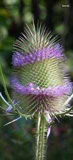 Kaardebol, Tuin en Terras, Ophalen, Overige soorten, Volle zon