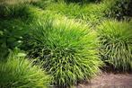 Japans Siergras Hakonechloa Macra 1-100 stuks, Ophalen, Volle zon, Vaste plant, Siergrassen