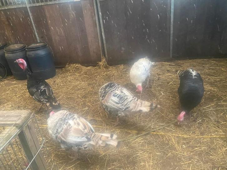 Kalkoenen, Dieren en Toebehoren, Pluimvee, Kalkoen, Meerdere dieren