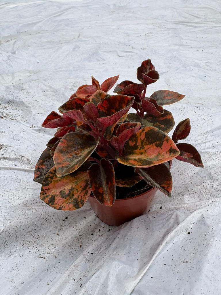 Creme brulee, Ophalen of Verzenden, Halfschaduw, Minder dan 100 cm