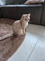 Lieve poes van 1 jaar, Dieren en Toebehoren, Poes, Gechipt, 0 tot 2 jaar