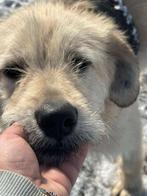 PRACHTIGE LAURA ZOEKT HAAR FOREVER HOME, Dieren en Toebehoren, Honden | Niet-rashonden, 6 jaar of ouder, Particulier, Buitenland