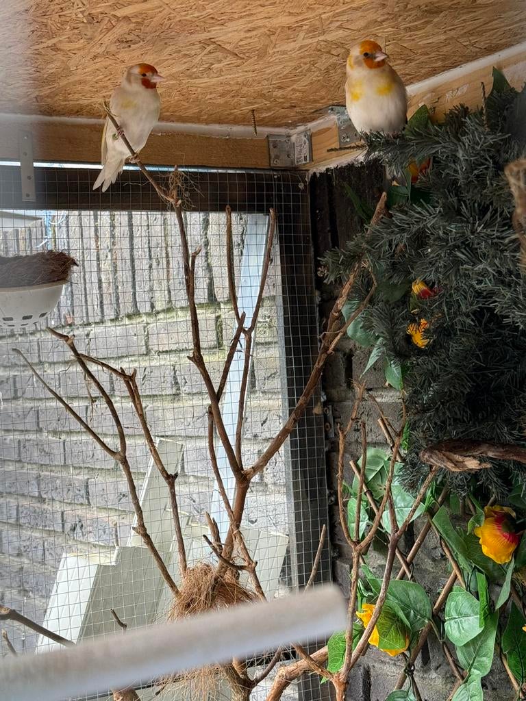 Koppel Majoor putters, Meerdere dieren, Bastaard