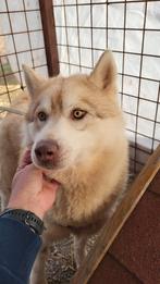 Knappe Molly (husky) zoekt een vrolijk baasje, 6 jaar of ouder, Particulier, Buitenland, Teef