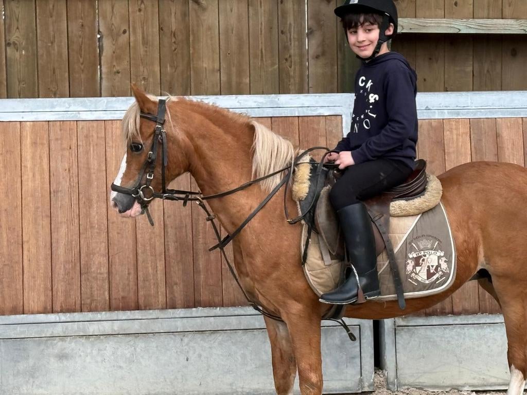 Lieve mooie kinder pony te koop, Dieren en Toebehoren, Pony's, Merrie, B, Dressuurpony, B pony (1.17m tot 1.27m)