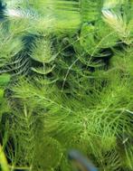 Strengen Hoornblad., Goudvis(sen)