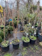 Aanbieding laag stam sierappels mooi vertakt echt potgekweek, Overige soorten, Lente, 100 tot 250 cm, Ophalen