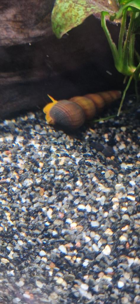 Slakken, Slak of Weekdier