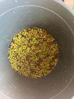 Waterplant duckweed, Dieren en Toebehoren, Ophalen of Verzenden, Nieuw, Plant(en), Steen of Hout