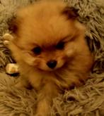 Mini pomeriaantjes teefjes zouden een nieuw huisje, Dieren en Toebehoren, Honden | Chihuahua's en Gezelschapshonden, België, Particulier