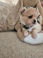 Chihuahua, Dieren en Toebehoren, Honden | Chihuahua's en Gezelschapshonden, België, Particulier, Reu, 8 tot 15 weken